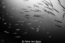 Barracuda by Petra Van Borm 